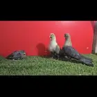حمام تفاحي زينه ولون لماع
