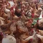 دجاج بلدي وديوك