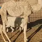 للبيع جفرات وعنز متوم غنم 4 موليد معهن قعود