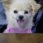 Tibetan Gold Dog