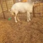 ينبع البحر