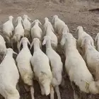 طليان ورخال