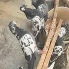 حمام باكستاني