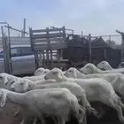 ضان دفيع ومضاريع