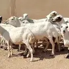 للبيع غنم حريه 4 معه فحل وغنم رفيد 19 راس