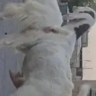 عدد 2 معزا مطورات جم بيض برص صنف الصنف دفيع شرط(سونار)