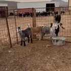 تيوس عوارض شحم