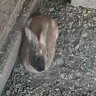 ذكر أرانب للبيع حار جدا