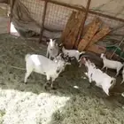 القصيم البكيريه