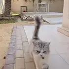 قط ضائع للتبني