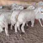 ذبائح حري تفريد