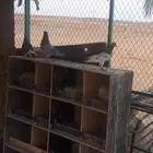 جوزين حمام بالفروخ ومخافق خشب نظيفه