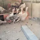 دجاج رومي بياض