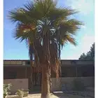 تنسيق حدائق