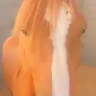 حصان شعبي عربي عمرة تقريبآ اربع سنوات