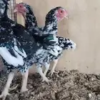 طقم كوشامو بوران فواخر