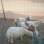 اربع رخال انتاج المراح