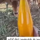 سمن بلادي شغل لولده الله يحفظها ويطول بعمرها