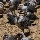 صوص فيومي مطلوب