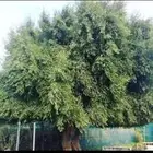 حافظ القرآن الكريم أبحث عن مسجد أئم الناس