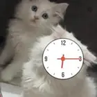 قطه للتبني