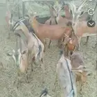 ماعز هجين طيبه في الوانها. وحجولها وان شاء الله انها دفيع