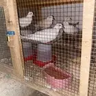 قمري هولندي صحه ممتازه منتج على الشرط