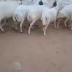 اعرض لكم ضأن رفيديات دفيع وقرايب