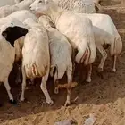 اعرض لكم ضأن رفيديات العدد 120 راس