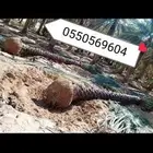 توريد وزراعه نخيل واشنطني زينه ونخل عربي