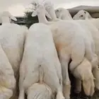 خرفان 12 راس للبيع