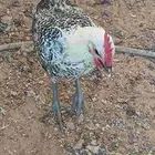 ديوك فيومي شبابي العمر 5 شهور