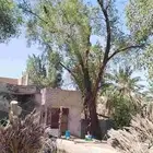 جذوع أشجار بزرومي ونخل وجريد