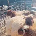 ذبيحتك لباب بيتك