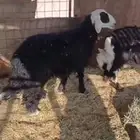 طليان للبيع