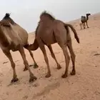 حاشي عمرة 8 شهور وحوارة عمرة 4شهور