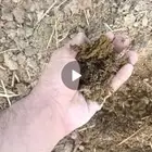سماد بقر