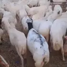 اعرض لكم ضأن رفيديات العدد مفتوح