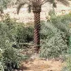توريد وزراعه نخل واشنطني زينه ونخل عربي بجميع المقاسات