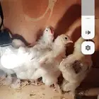 للبيع صوص براهما العمر شهر