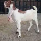 جفره هولندية دافع
