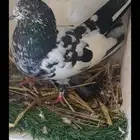 فرده ذكر باكستاني للبيع