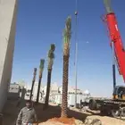 توريد وزراعه نخل واشنطني زينه ونخل عربي وتركيب الشبوك