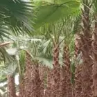 توريد وزراعه نخيل واشنطني زينه ونخل عربي وتركيب الشبوك