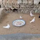 بط  دجاج بلدي  حمام فرنسي