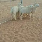 4 خرفان