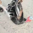 رومي