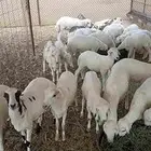 بهم تربيه انتاج الحلال