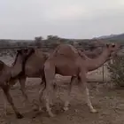 قعدان لبانيه