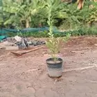 شتلات لليمون بنزهير عرض